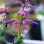 salvia023