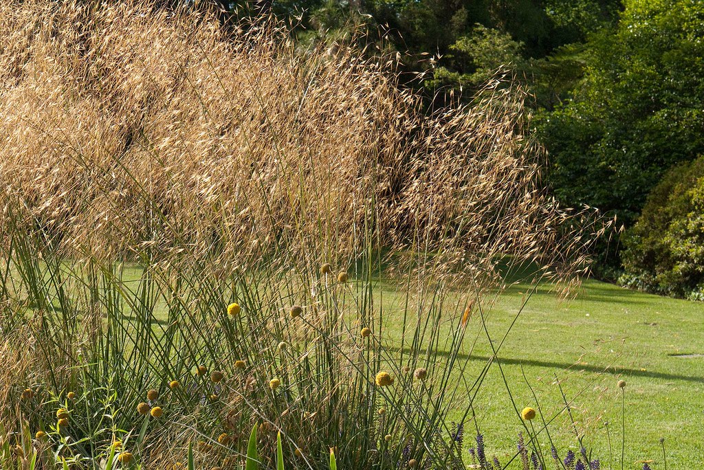 stipa02