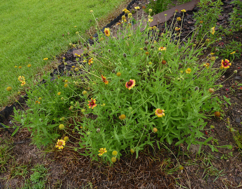 gaillardia003