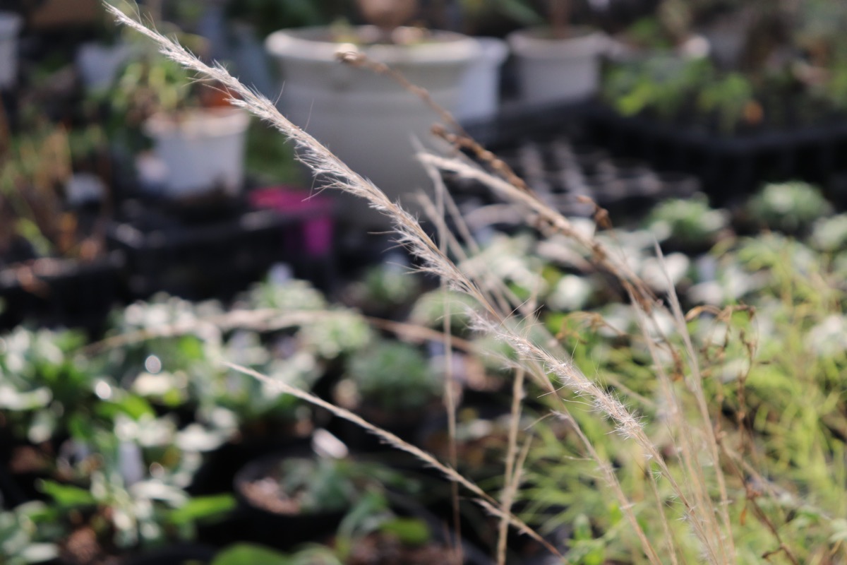 stipa03