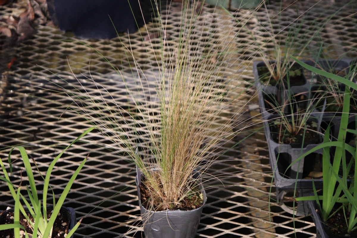 stipa03