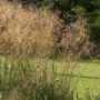 stipa02