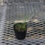 stipa02