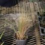 stipa03