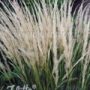stipa03