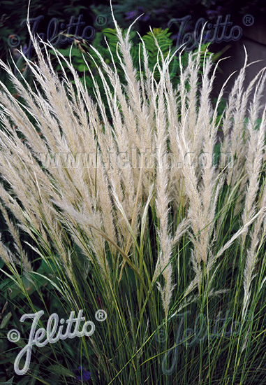 stipa03