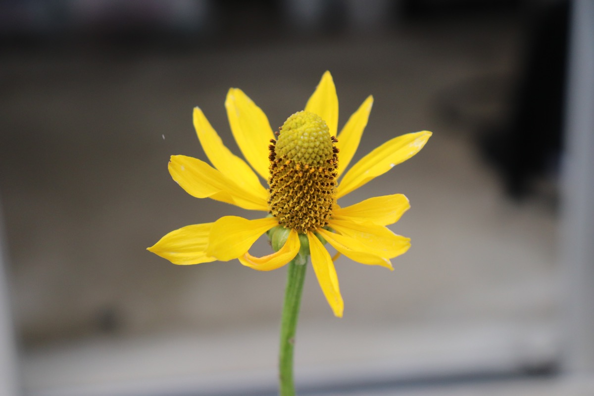 ラティビダ メキシカーナの花苗画像