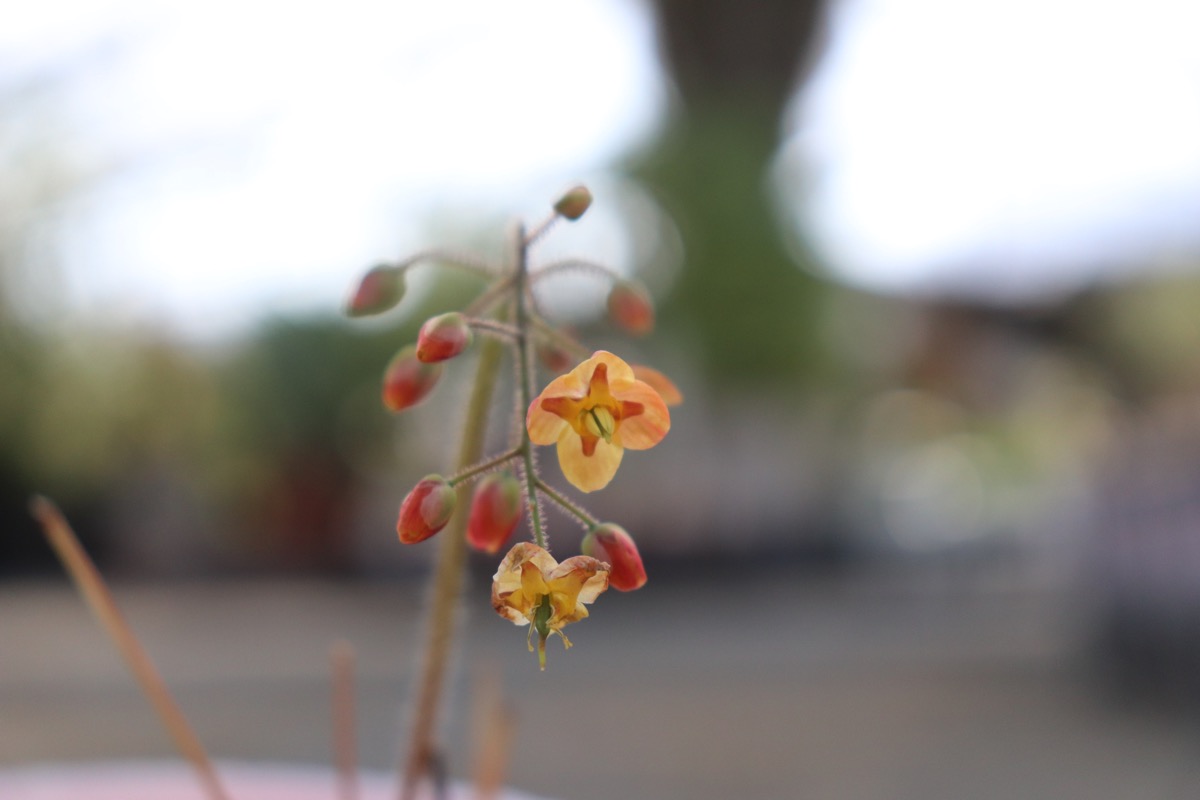 epimedium01