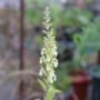 teucrium002