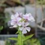 phlox013