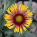 gaillardia003