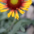 gaillardia003