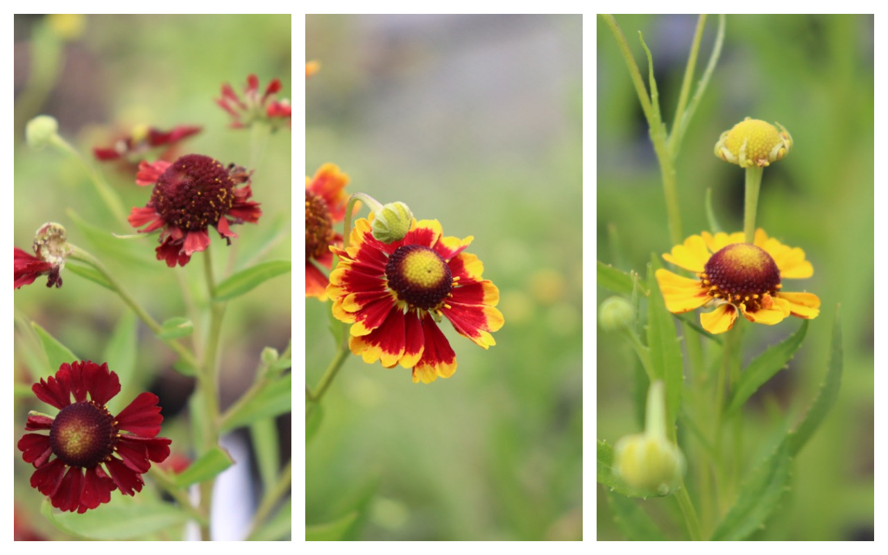 Helenium02