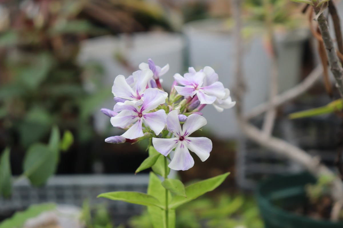 phlox013