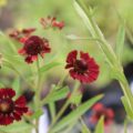 Helenium02