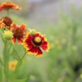 Helenium02