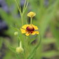 Helenium02