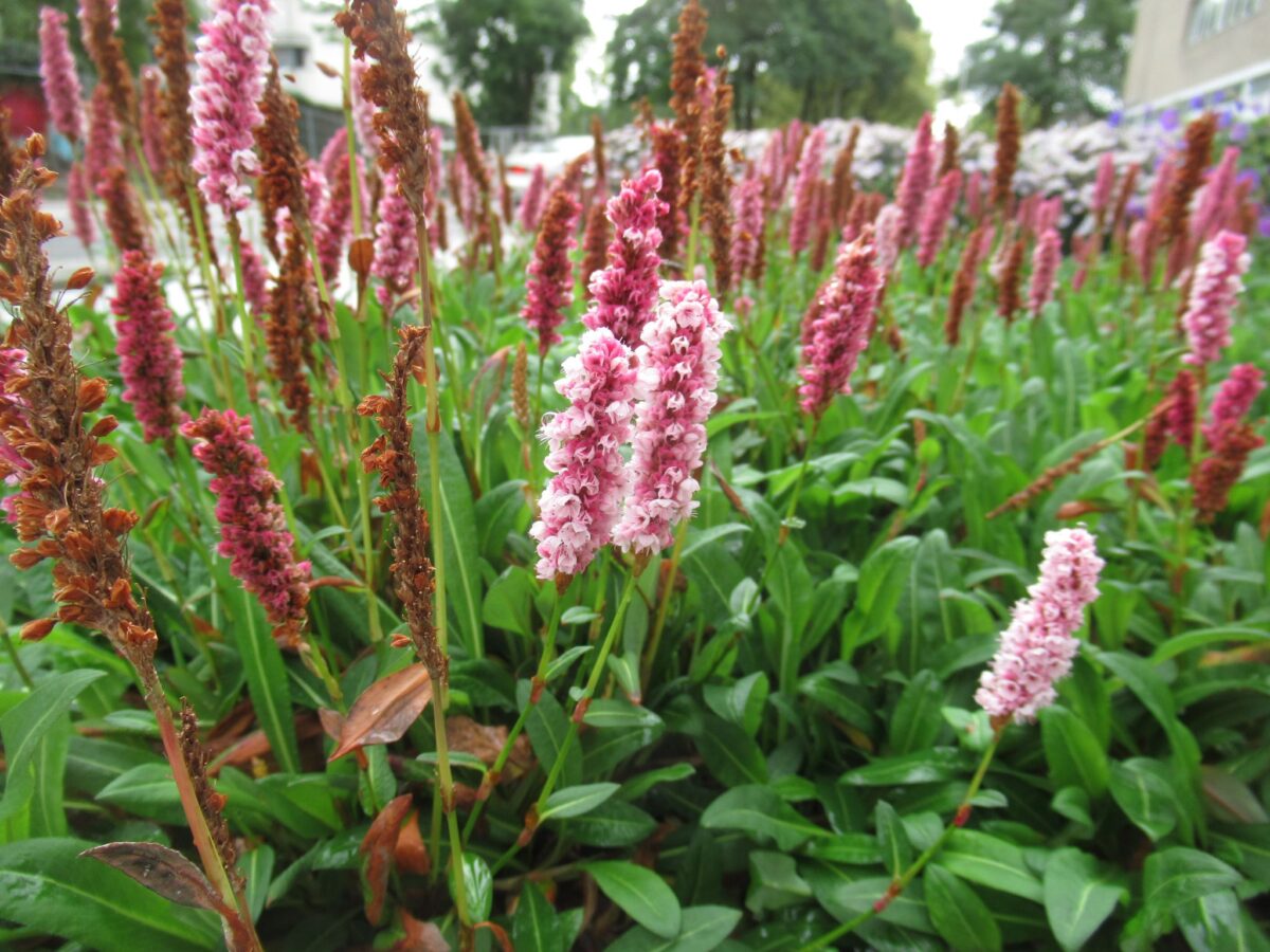 persicaria003