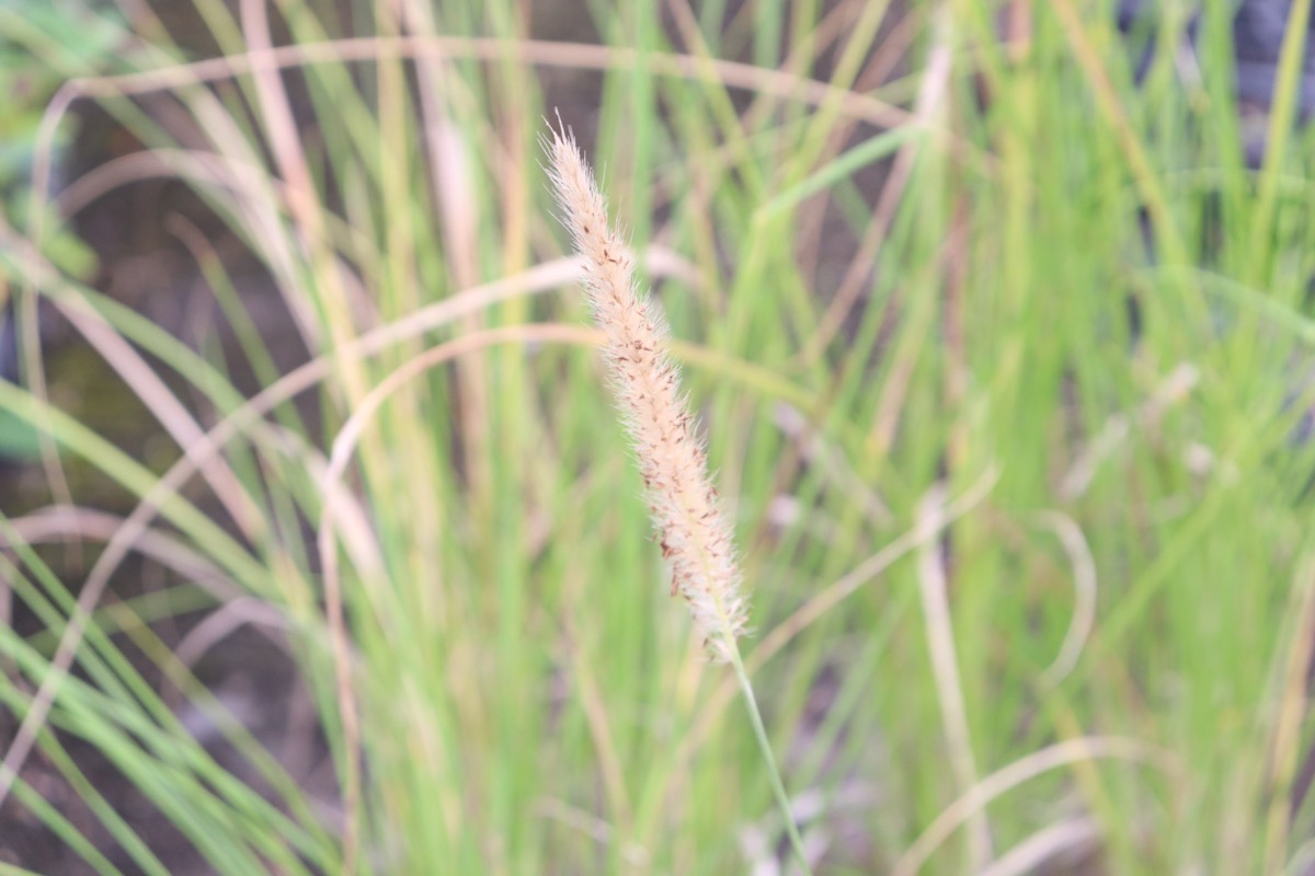 pennesetum02