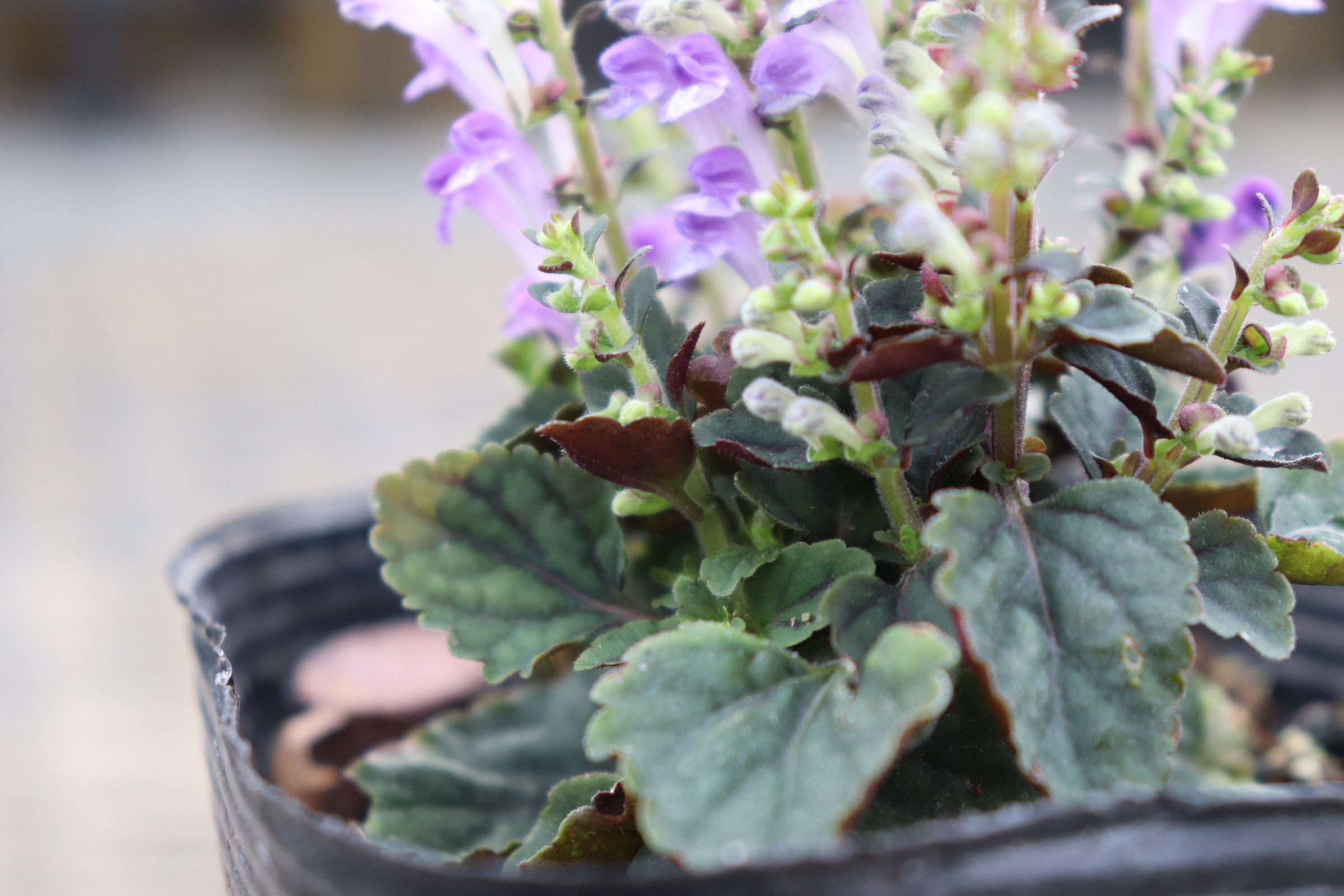 scutellaria02