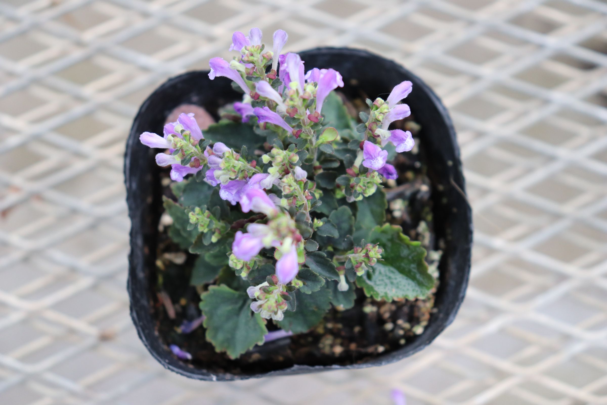 scutellaria02