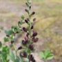 baptisia01