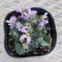 scutellaria02