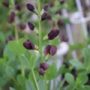 baptisia01