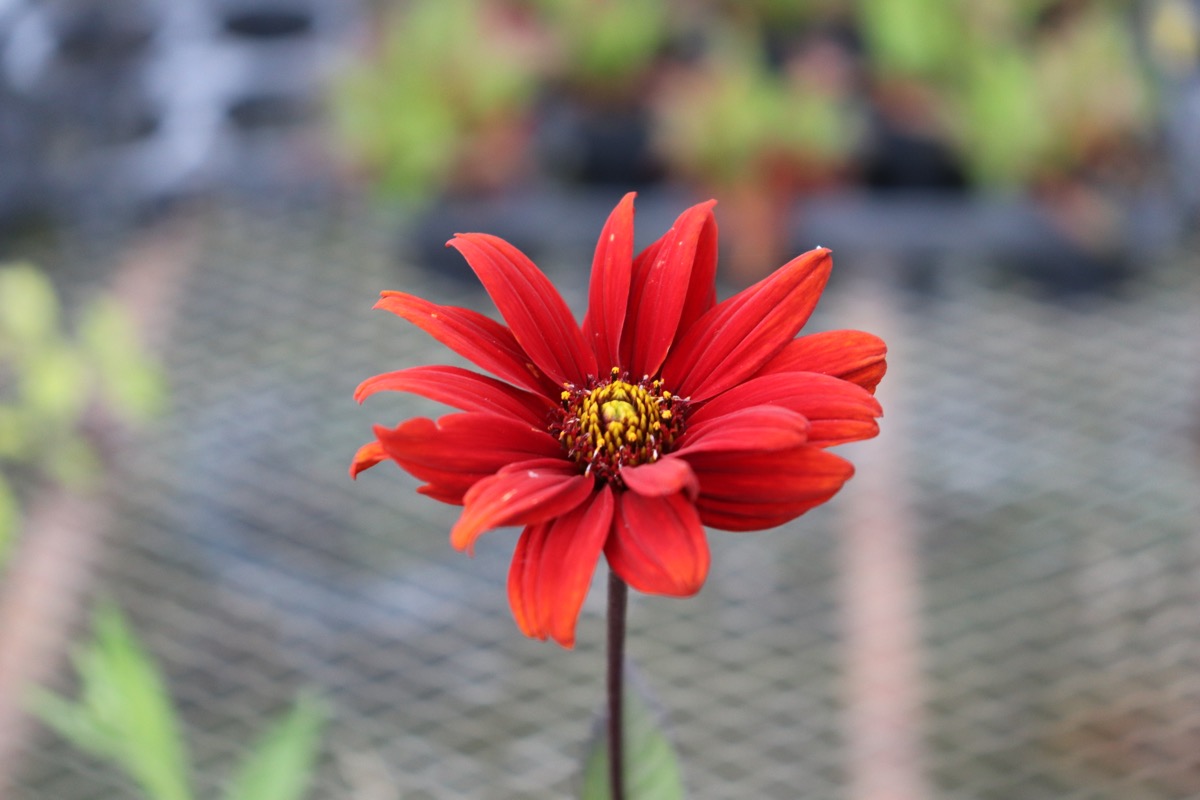 heliopsis002