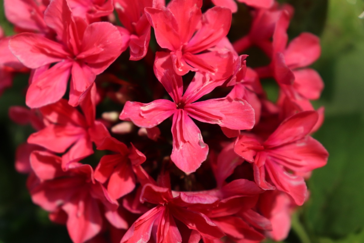 phlox014