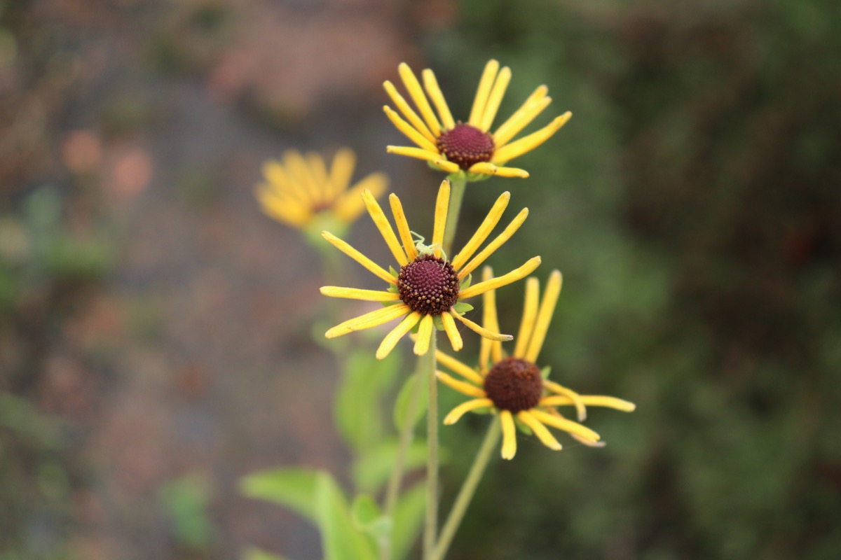 rudbeckia003