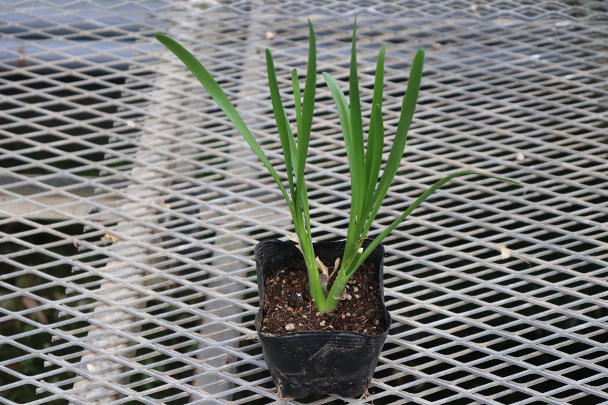allium002