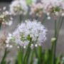 allium002