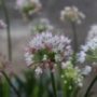 allium002