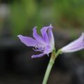 griffinia01