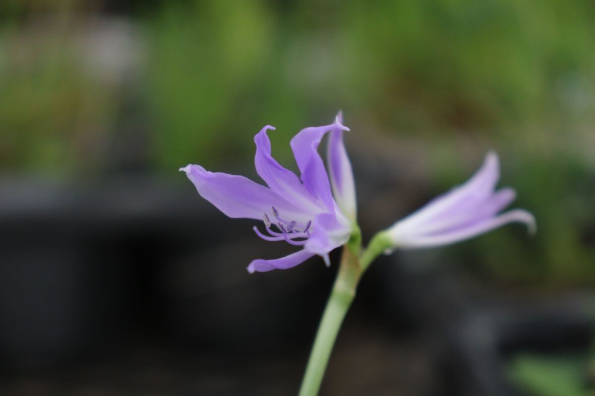 griffinia01