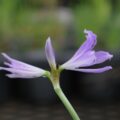 griffinia01