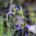 salvia024