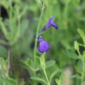 salvia024