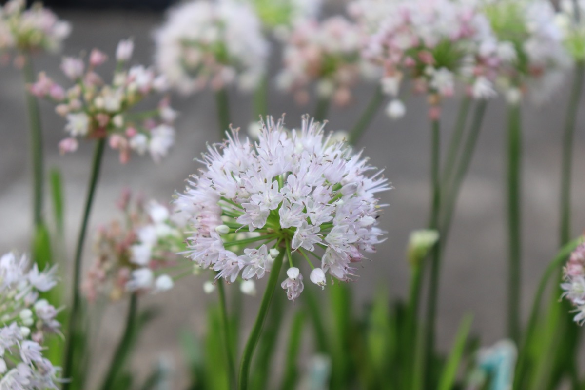 allium002