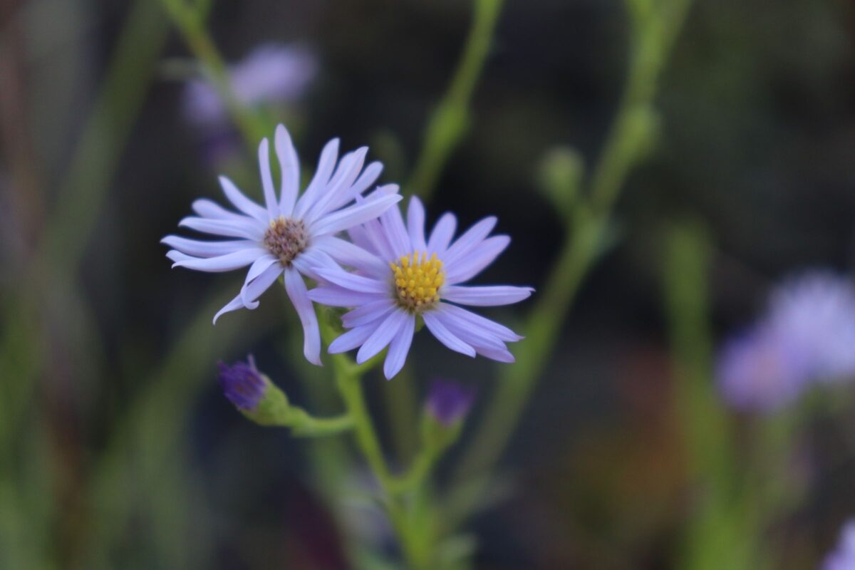 aster001