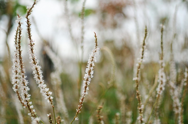 persicaria05