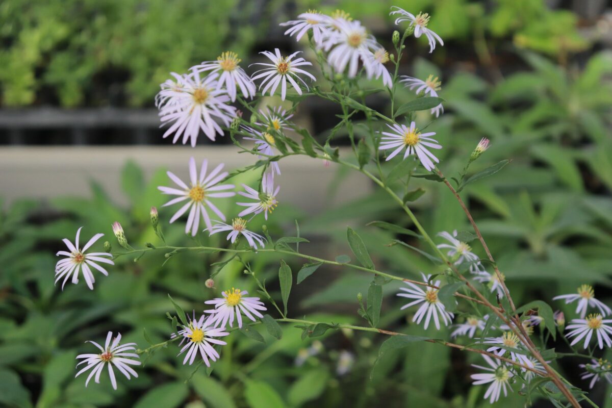 aster turbinellusの花