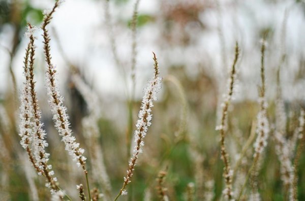 persicaria05