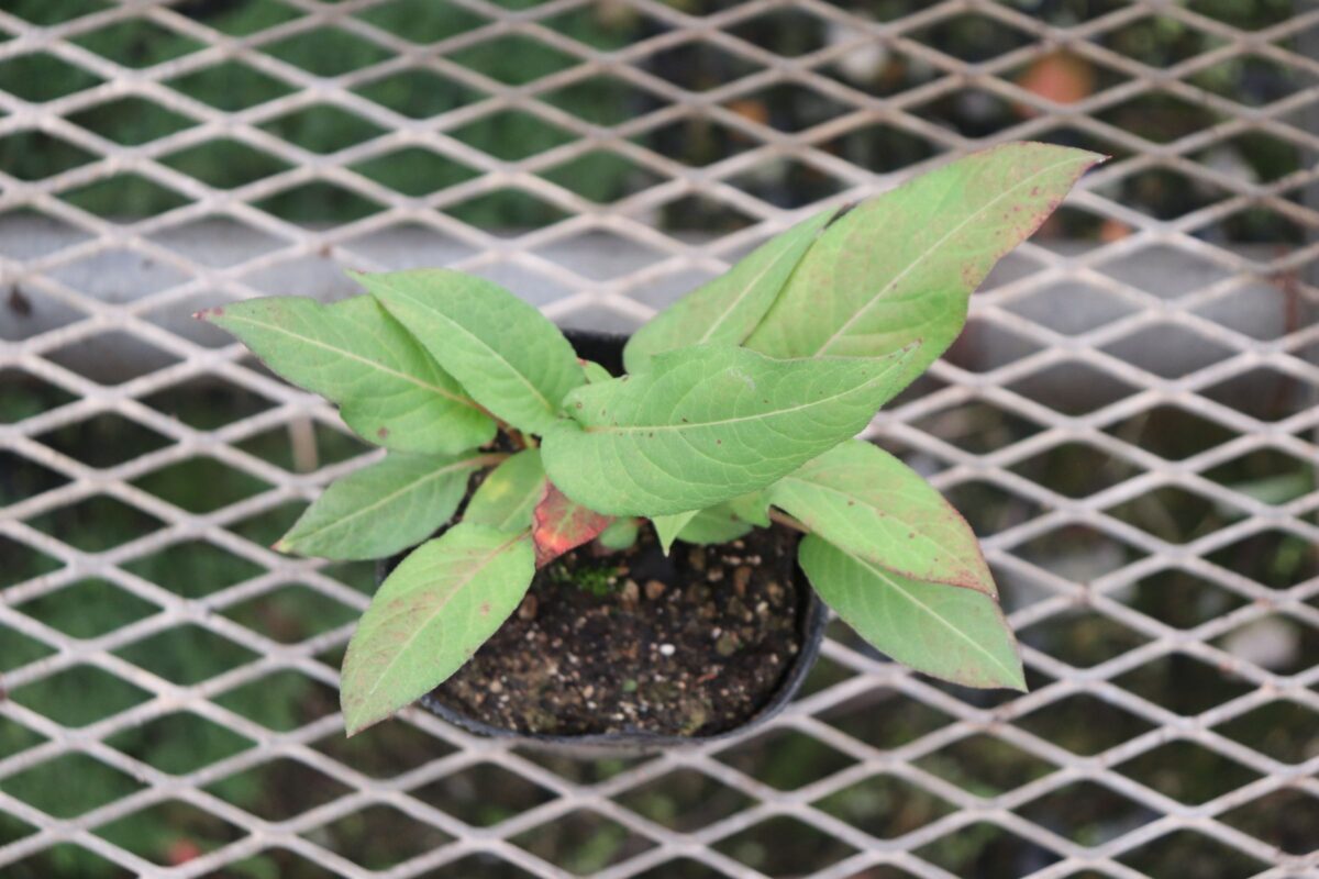 persicaria05