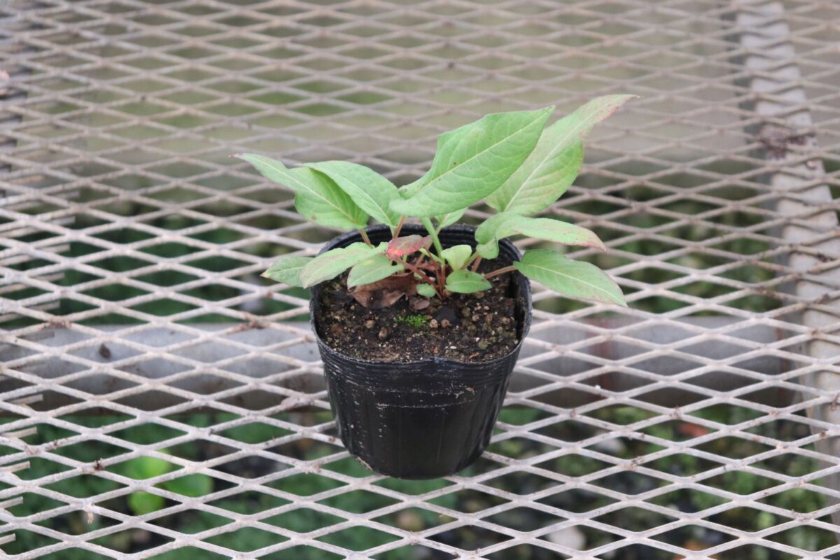 persicaria05