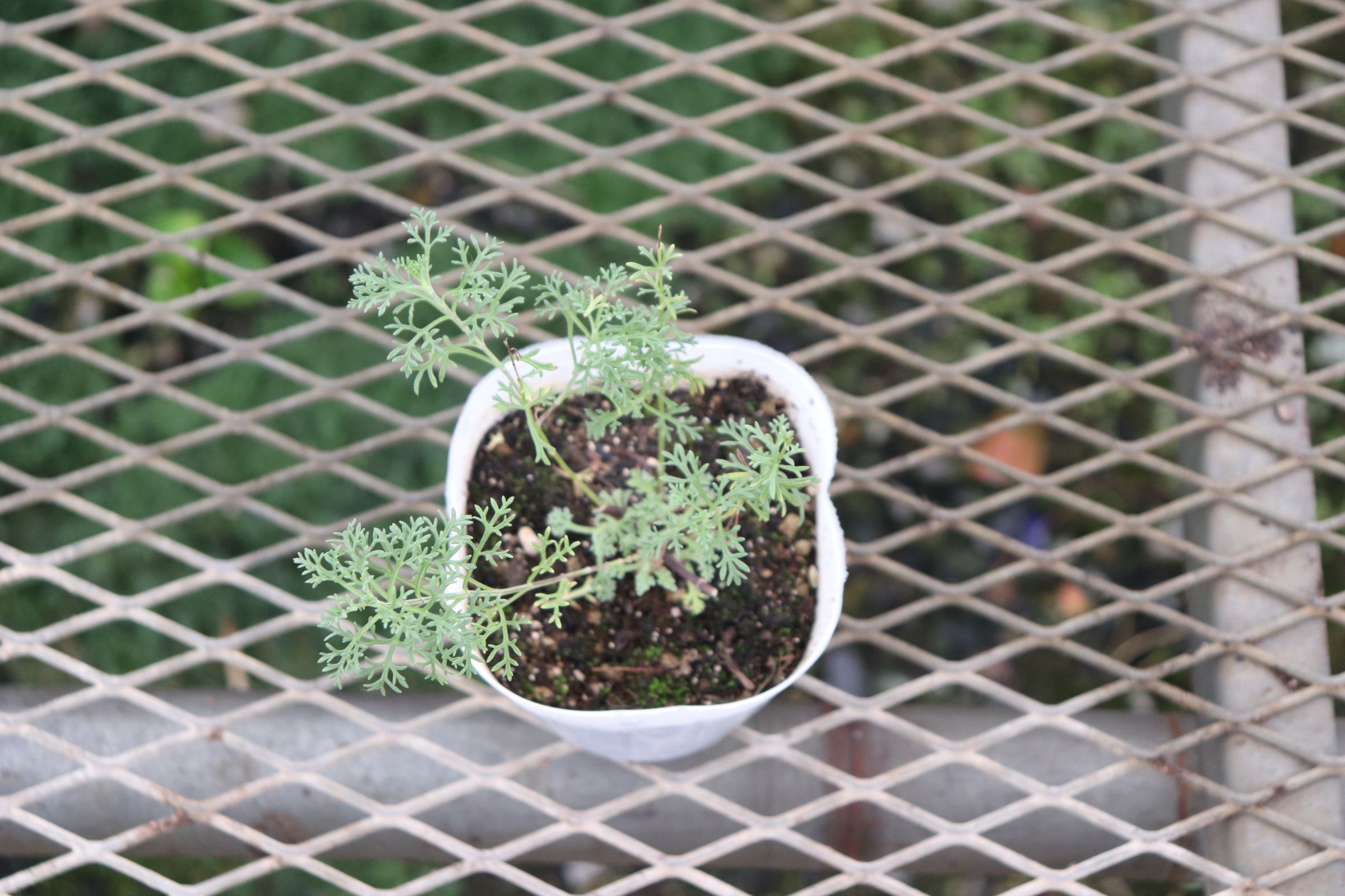 teucrium003