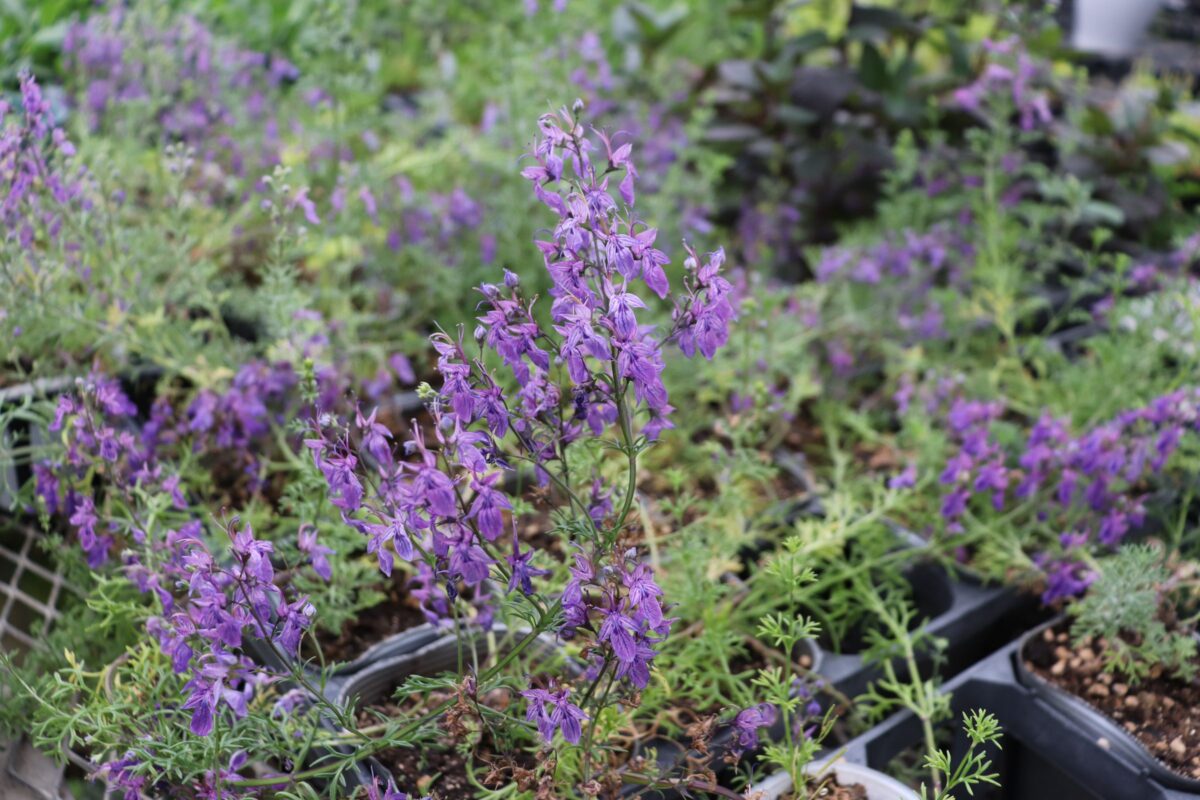 teucrium003