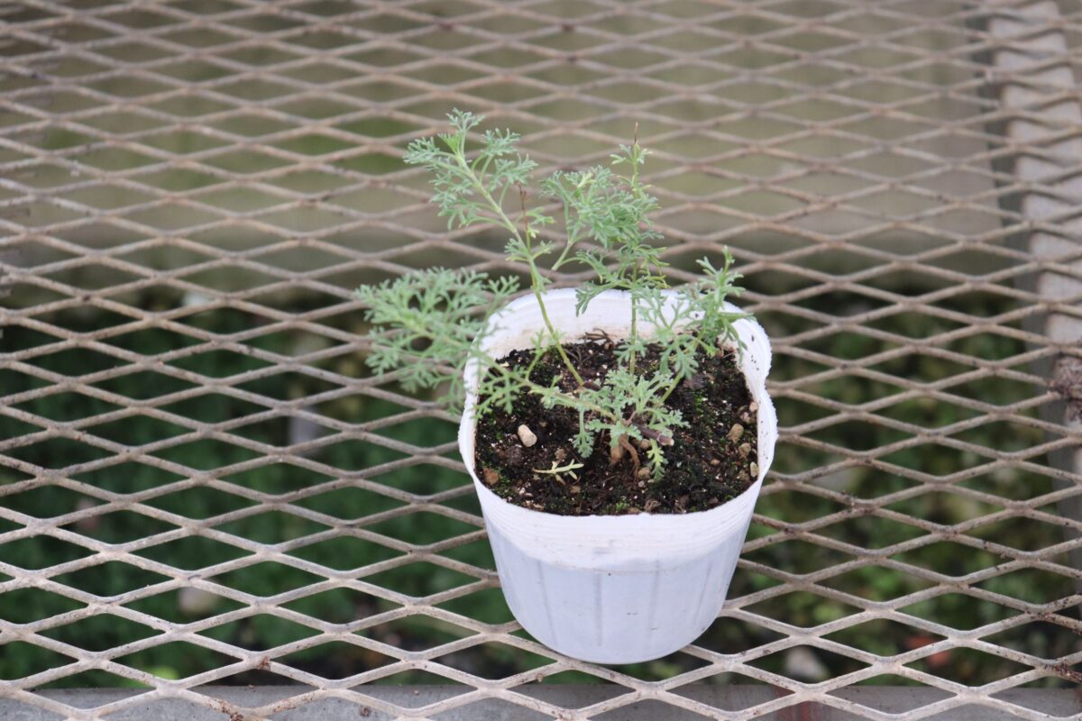 teucrium003