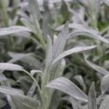 salvia026